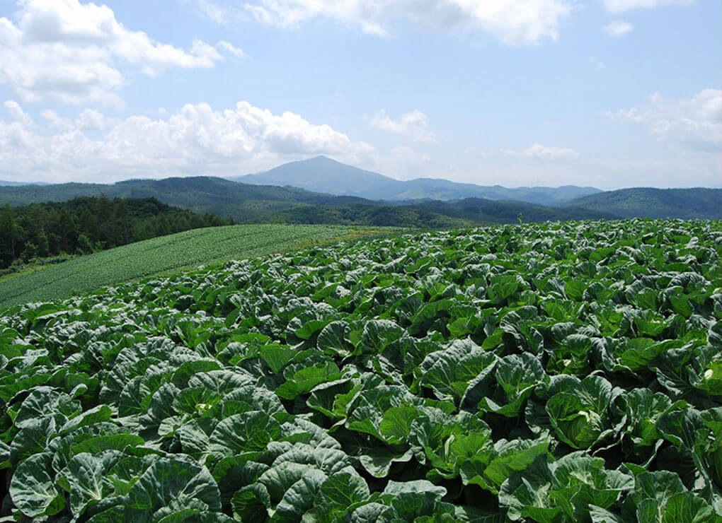 カット野菜の中利 キャベツ畑